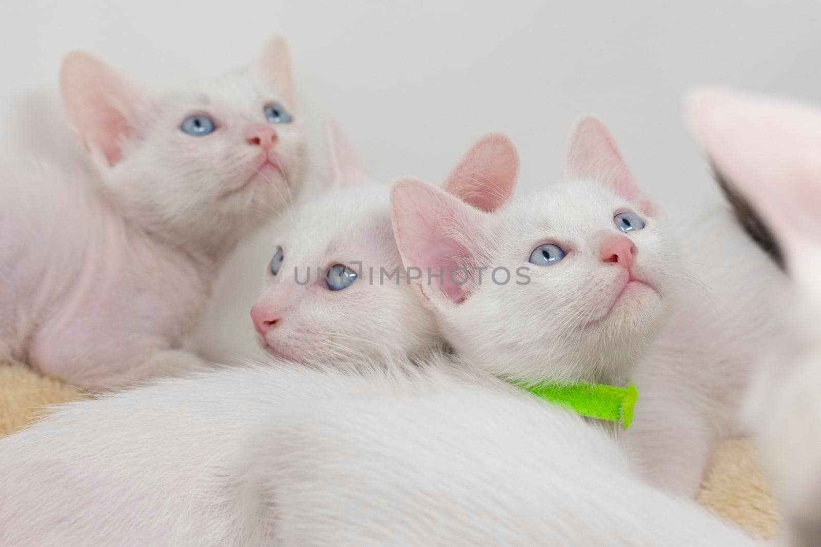 White kittens with blue eyes and black kittens khao manee playing with their siblings