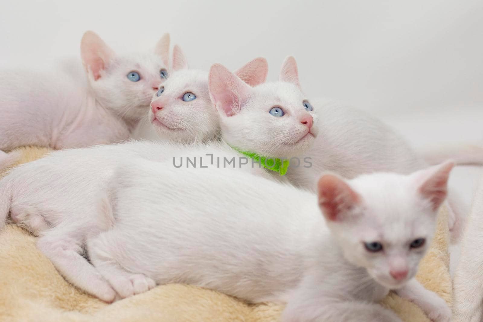 White kittens with blue eyes and black kittens khao manee playing with their siblings