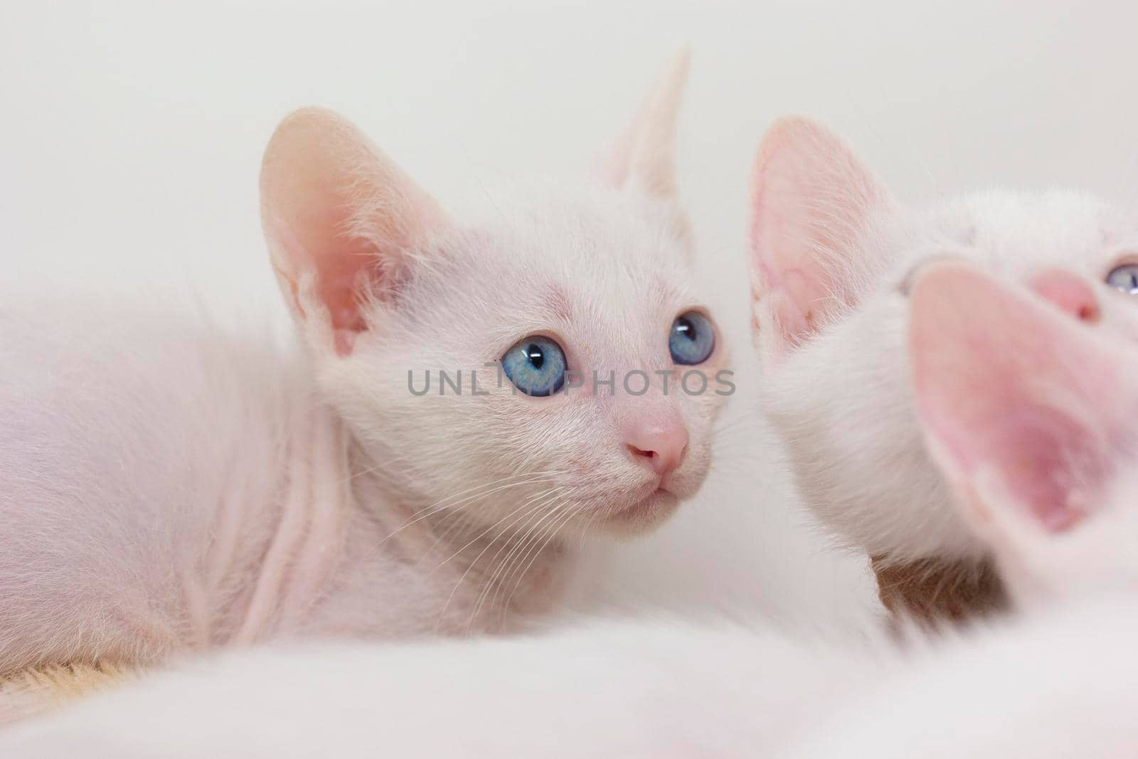 White kittens with blue eyes and black kittens khao manee playing with their siblings