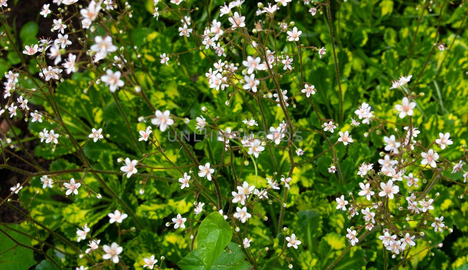 Small white flowers in field on green grass background. Soft focus.