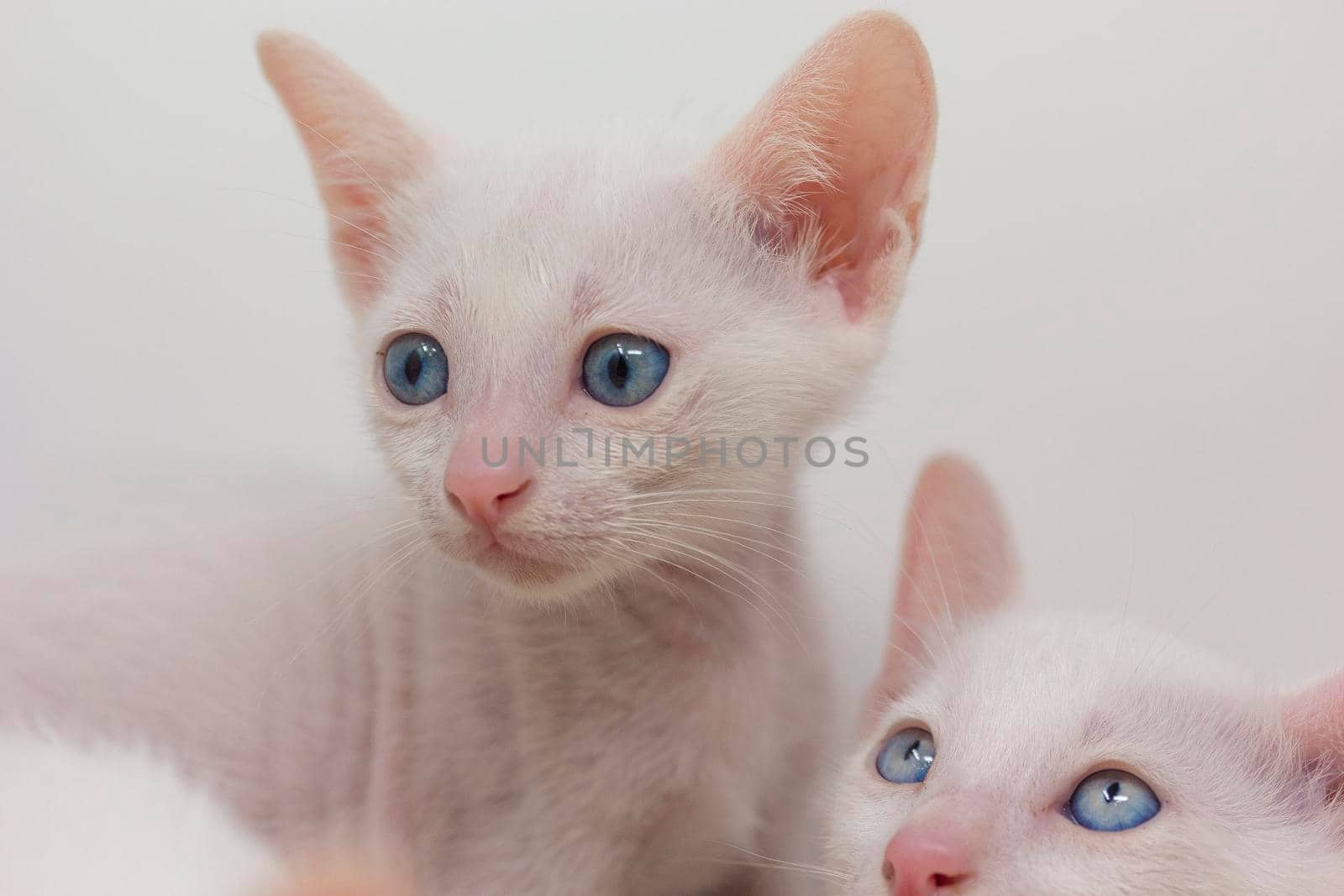 White kittens with blue eyes and black kittens khao manee playing with their siblings