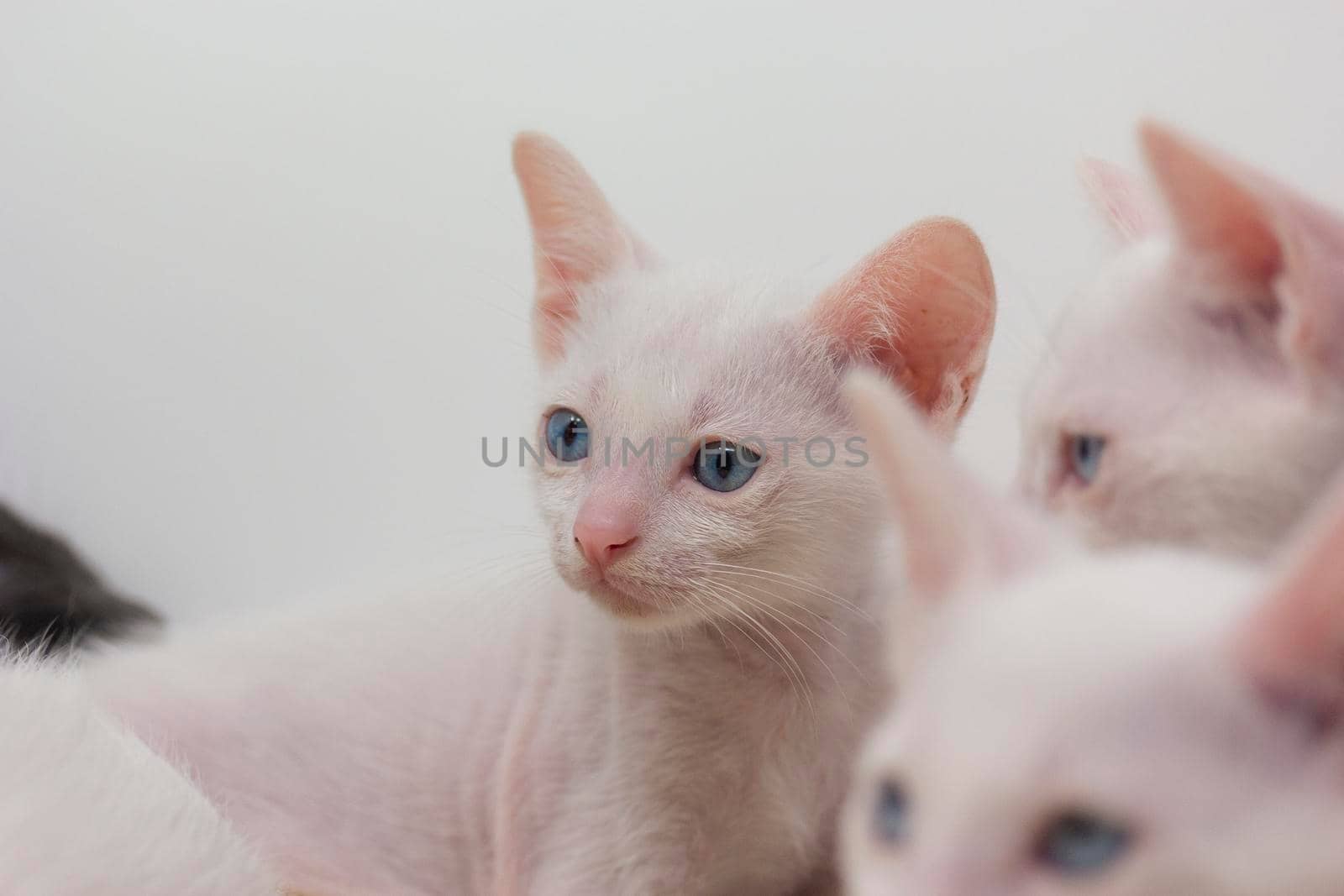 White kittens with blue eyes and black kittens khao manee playing with their siblings