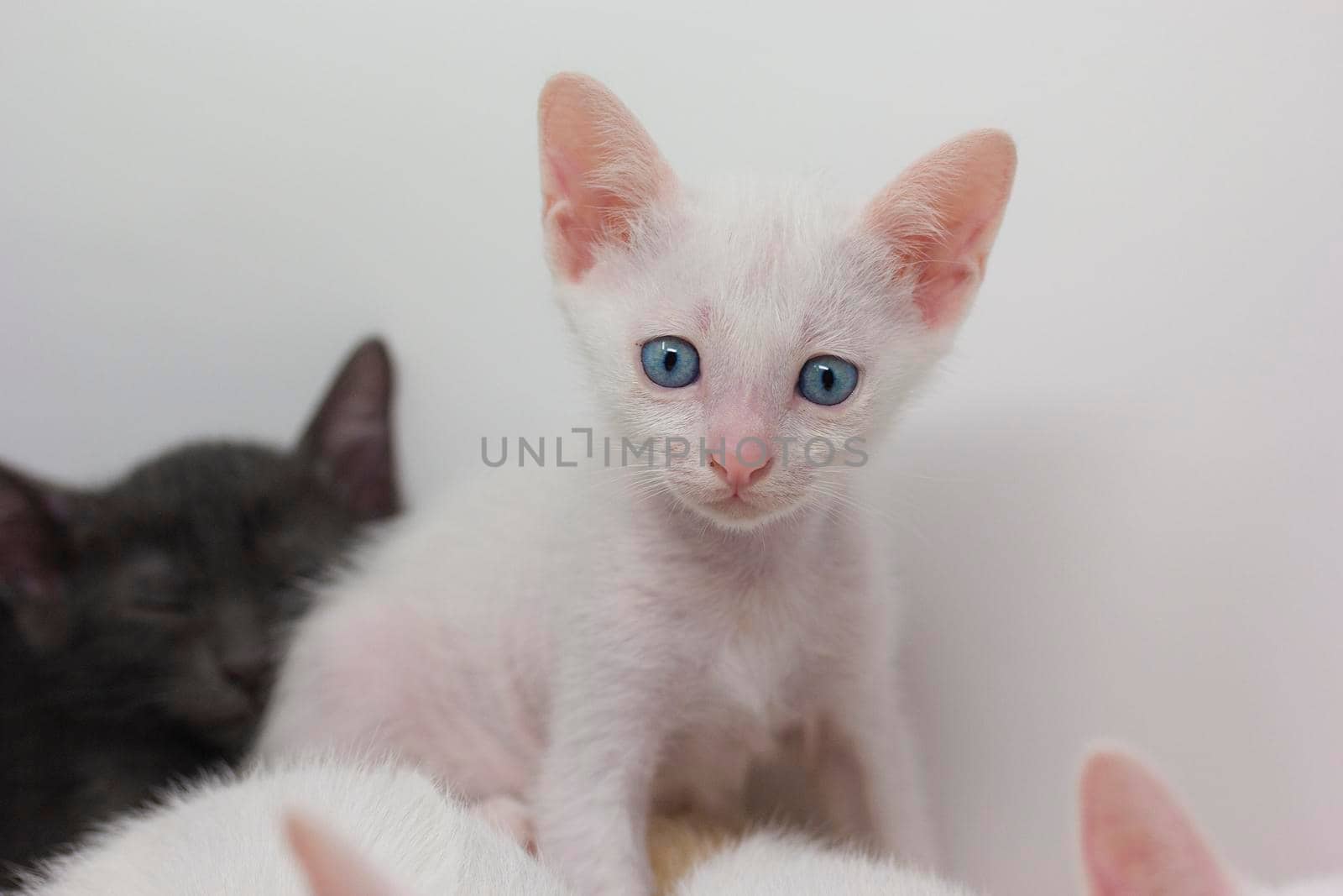 White kittens with blue eyes and black kittens khao manee playing with their siblings