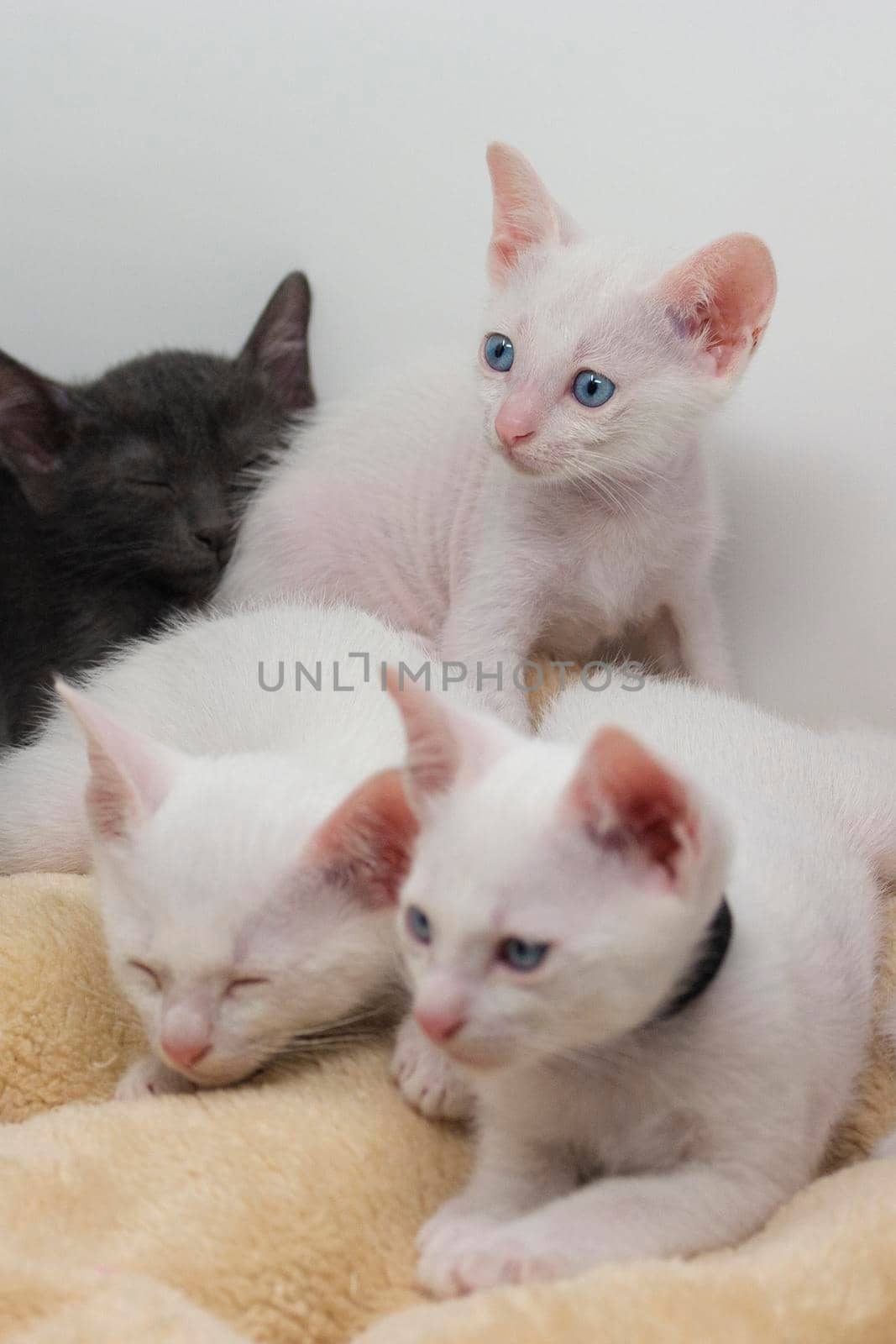 White kittens with blue eyes and black kittens khao manee playing with their siblings