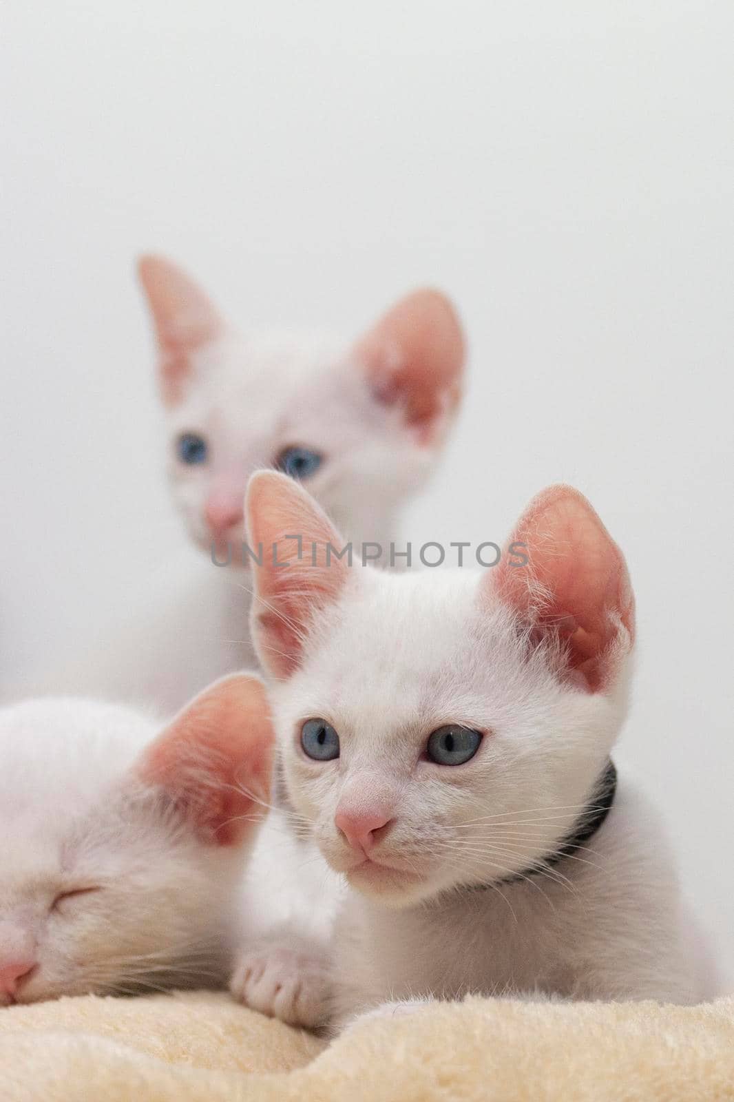 White kittens with blue eyes with white background by loopneo