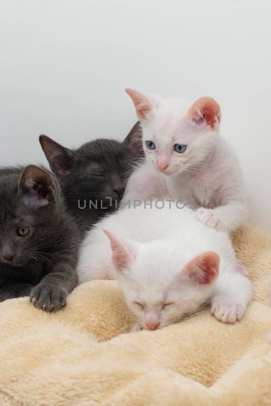 White kittens with blue eyes and black kittens playing with their siblings