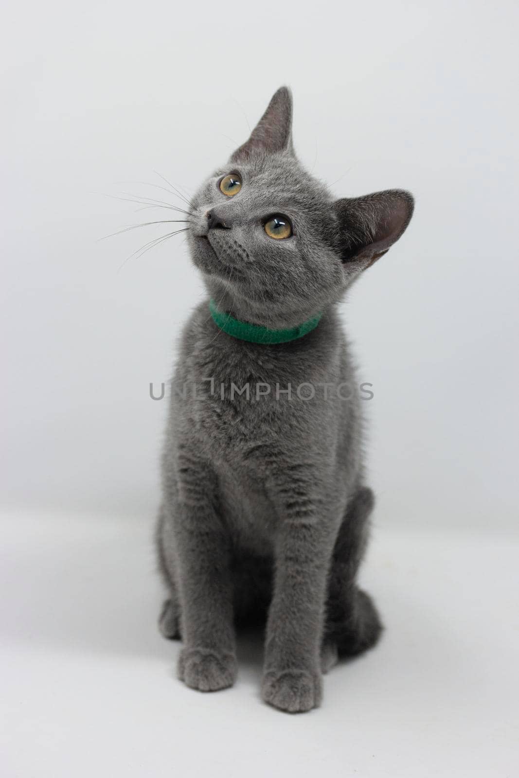 Kittens breed russian blue with white background by loopneo