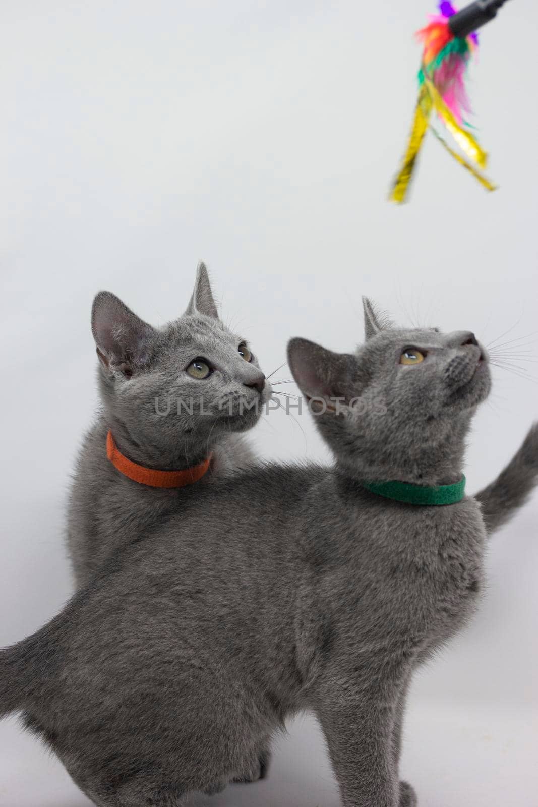 Kittens breed russian blue with white background by loopneo