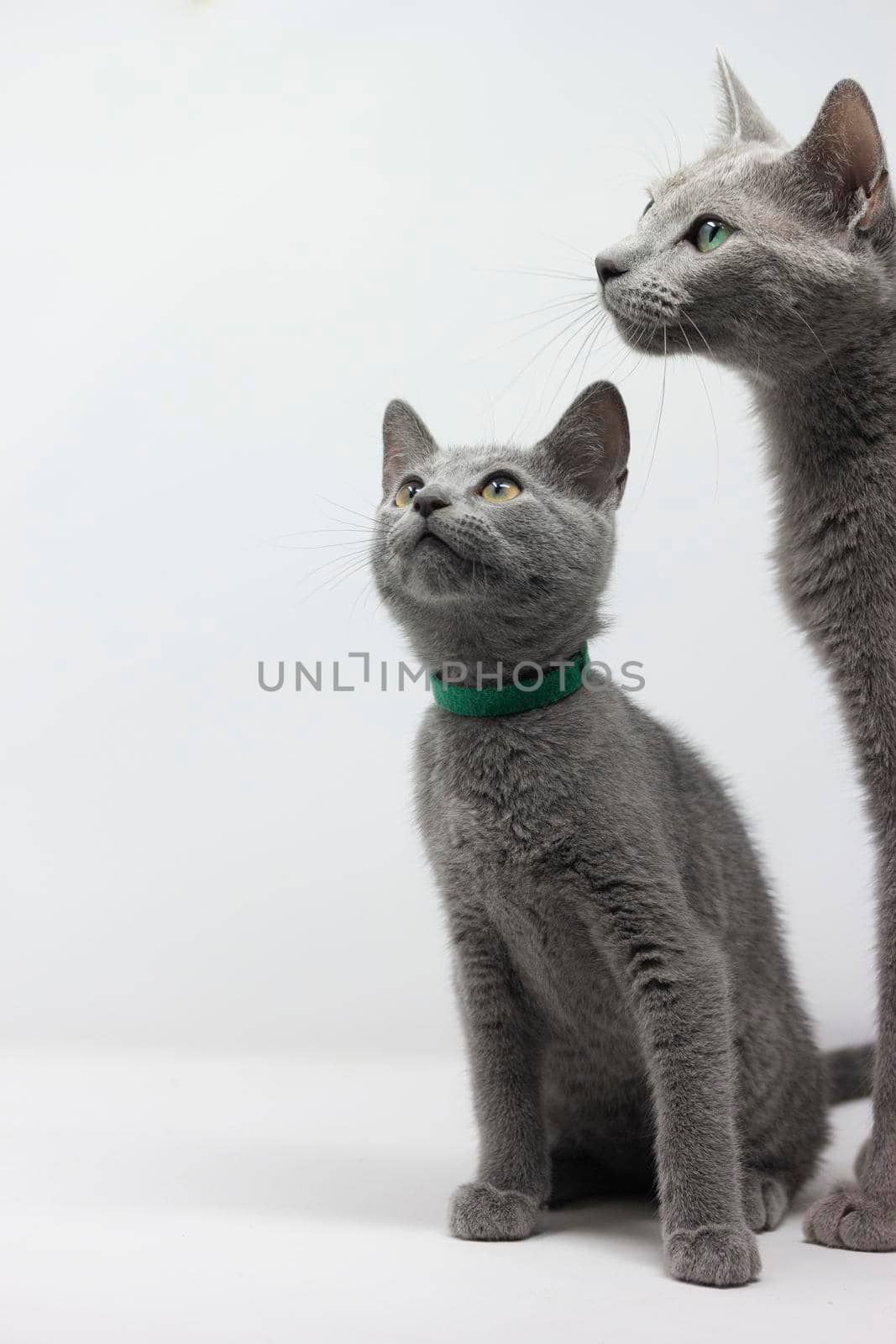 Kittens breed russian blue with white background