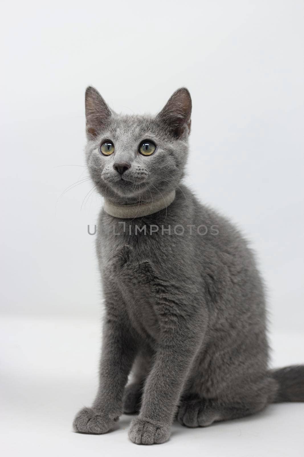 Kittens breed russian blue with white background