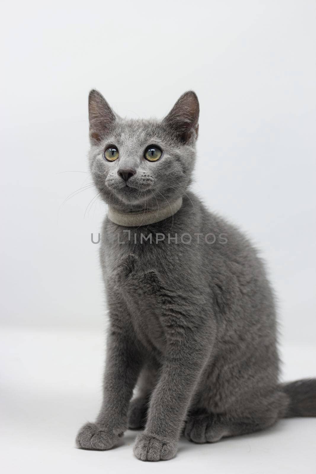 Kittens breed russian blue with white background by loopneo