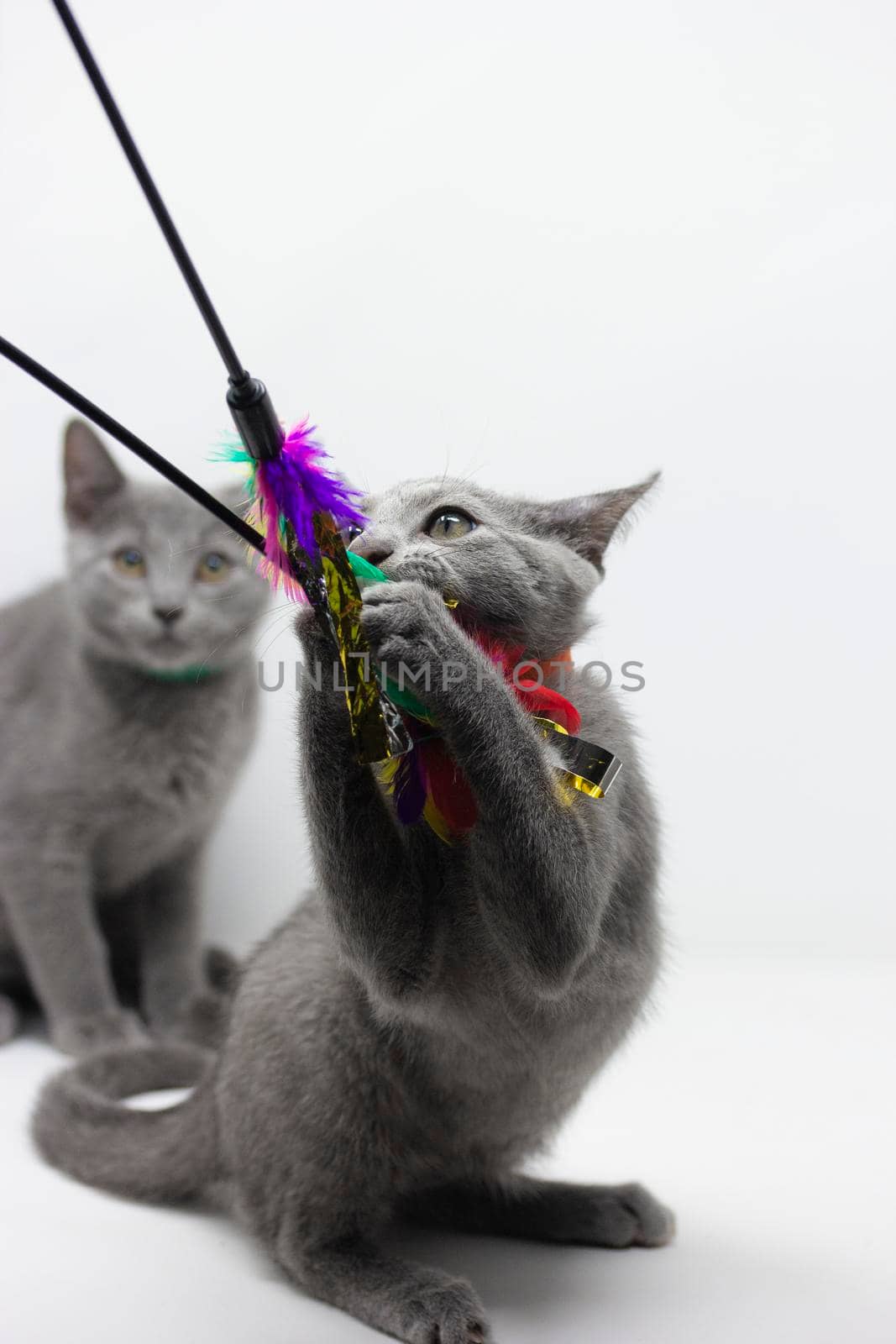 Kittens breed russian blue with white background by loopneo