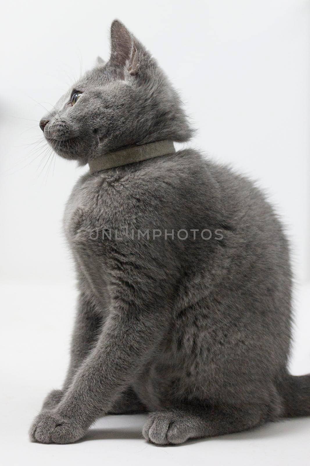 Kittens breed russian blue with white background