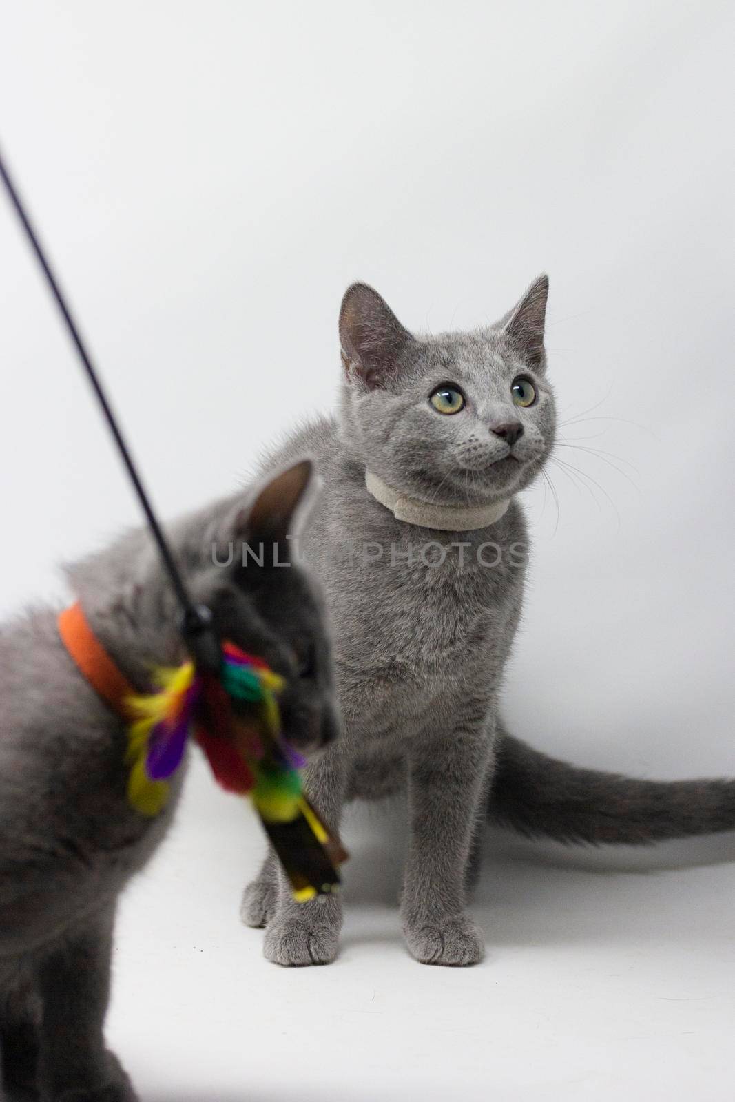 Kittens breed russian blue with white background by loopneo
