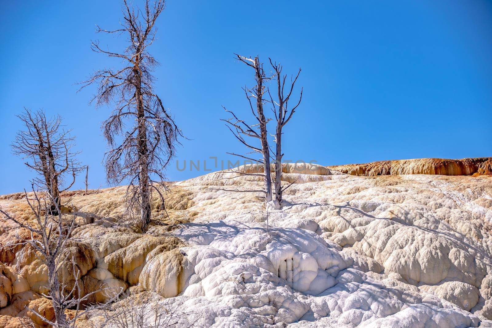 Travertine Terraces, Mammoth Hot Springs, Yellowstone