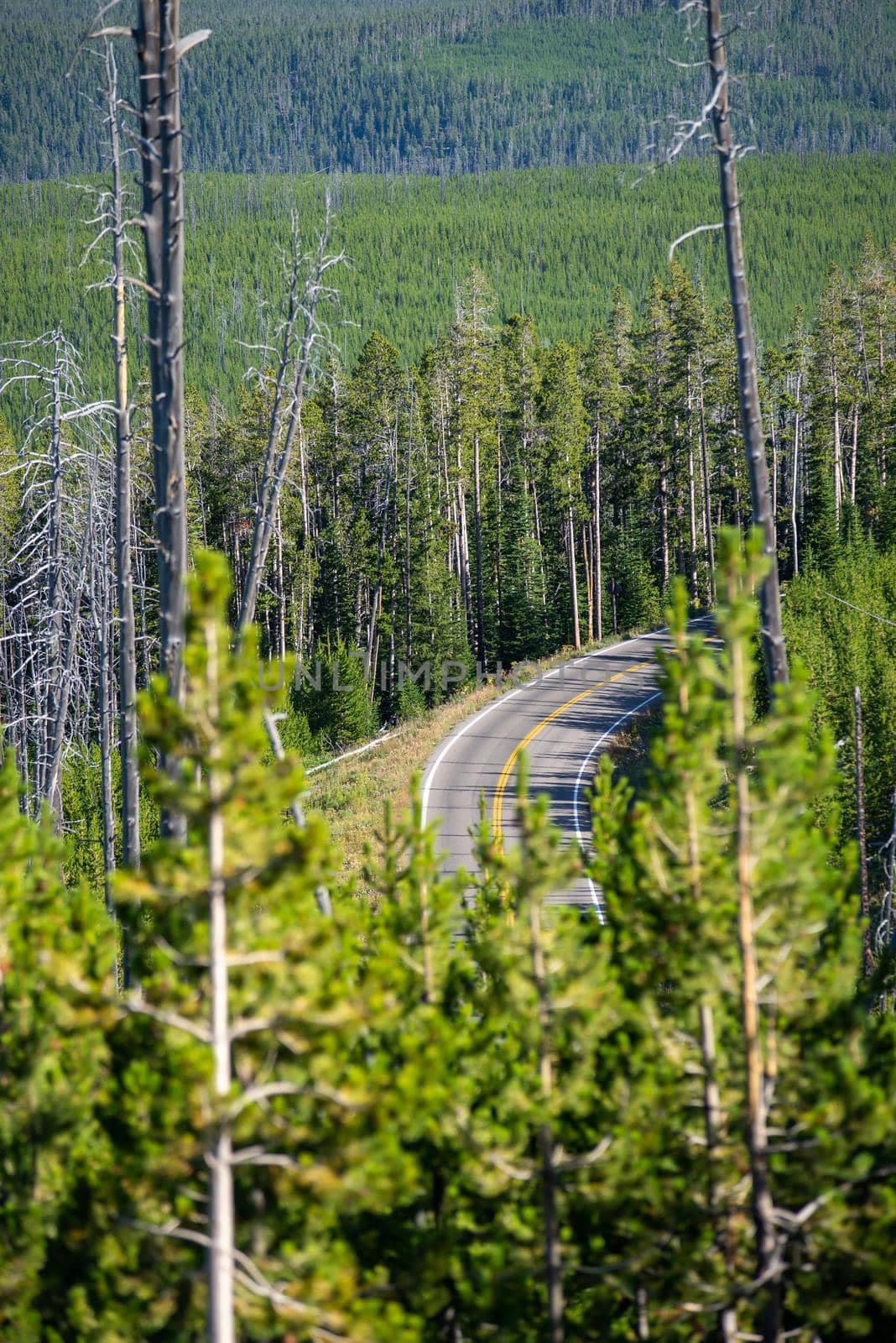 scenery at Mt Washburn trail in Yellowstone National Park, Wyoming, USA by digidreamgrafix