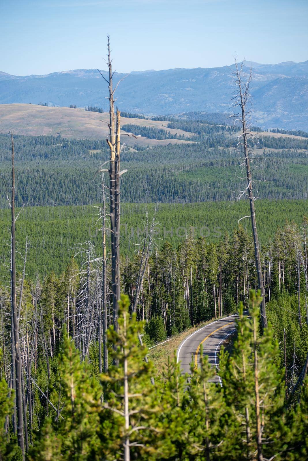 scenery at Mt Washburn trail in Yellowstone National Park, Wyoming, USA by digidreamgrafix