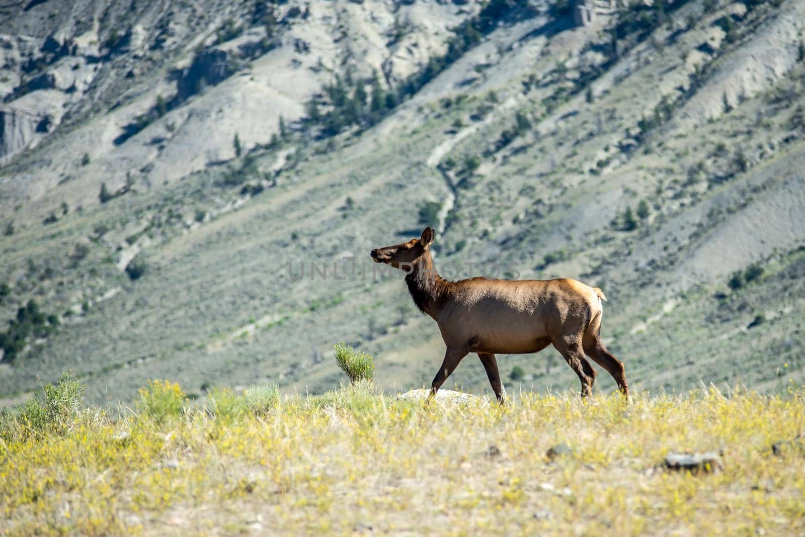 elk in the mountains of yellowstone 