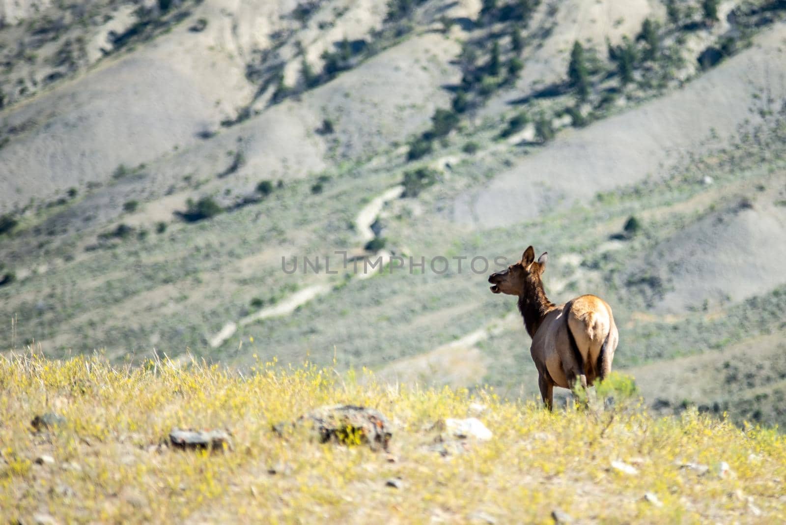 elk in the mountains of yellowstone  by digidreamgrafix