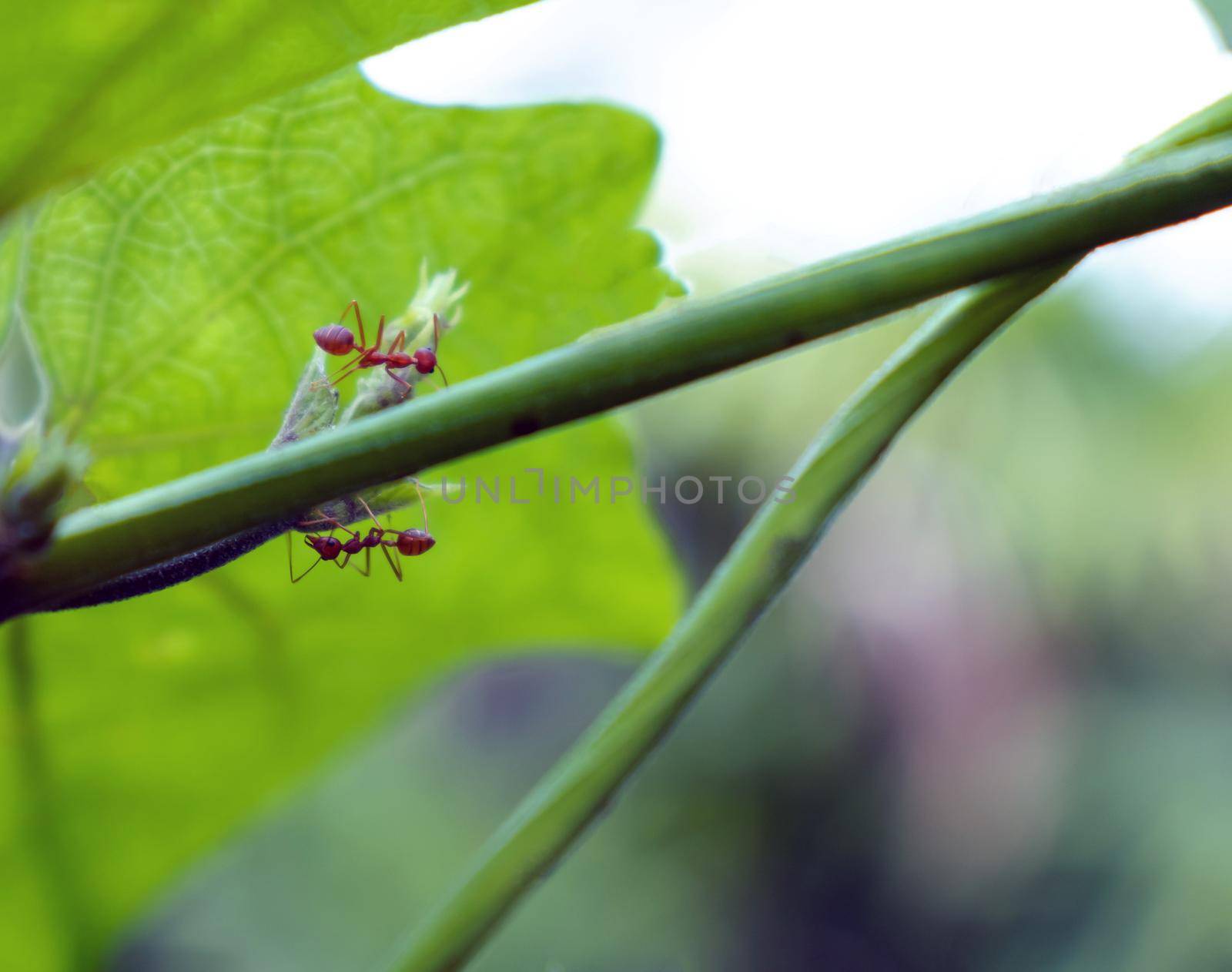 Red ants are looking for food on green branches. by suththisumdeang