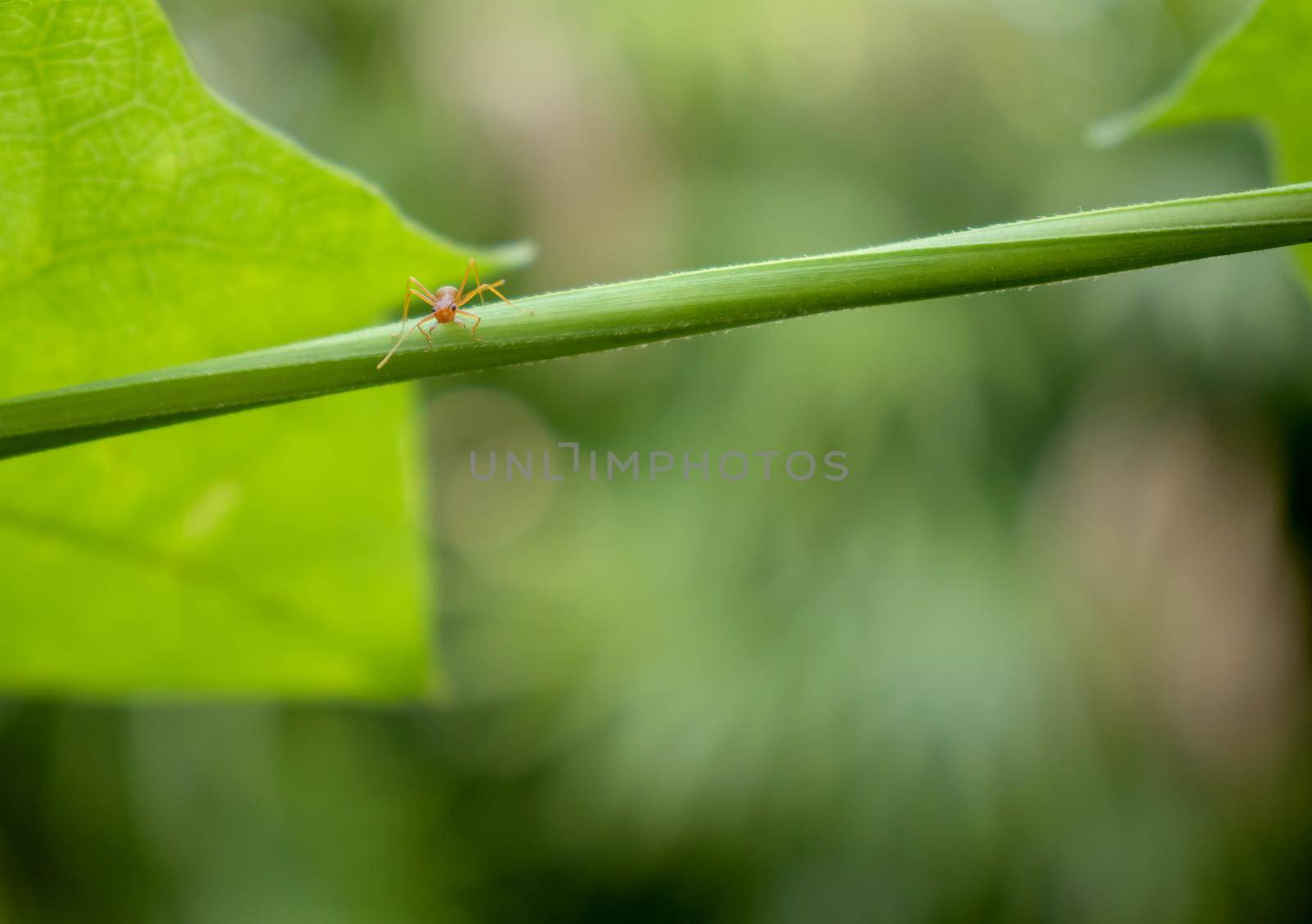 Red ants are looking for food on green branches. Work ants are walking on the branches to protect the nest in the forest.