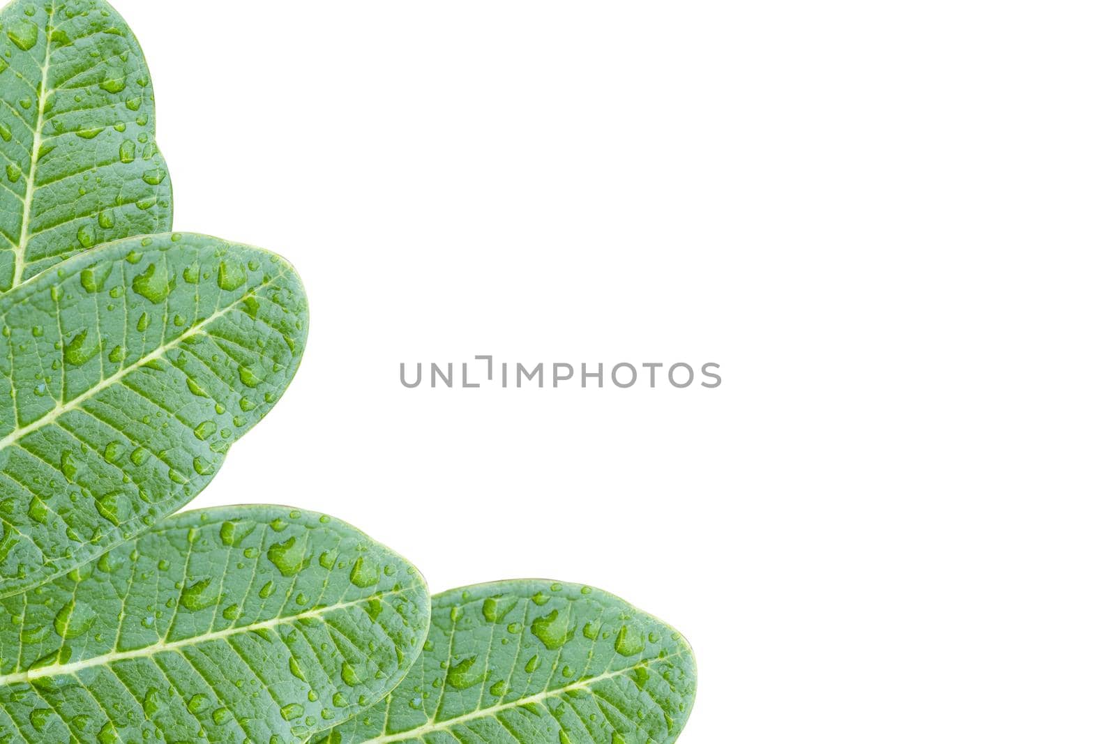 Green Leaves On White Background by suththisumdeang