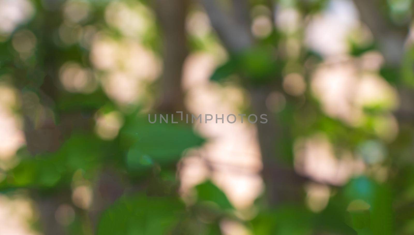 Green bokeh out of focus background from nature forest