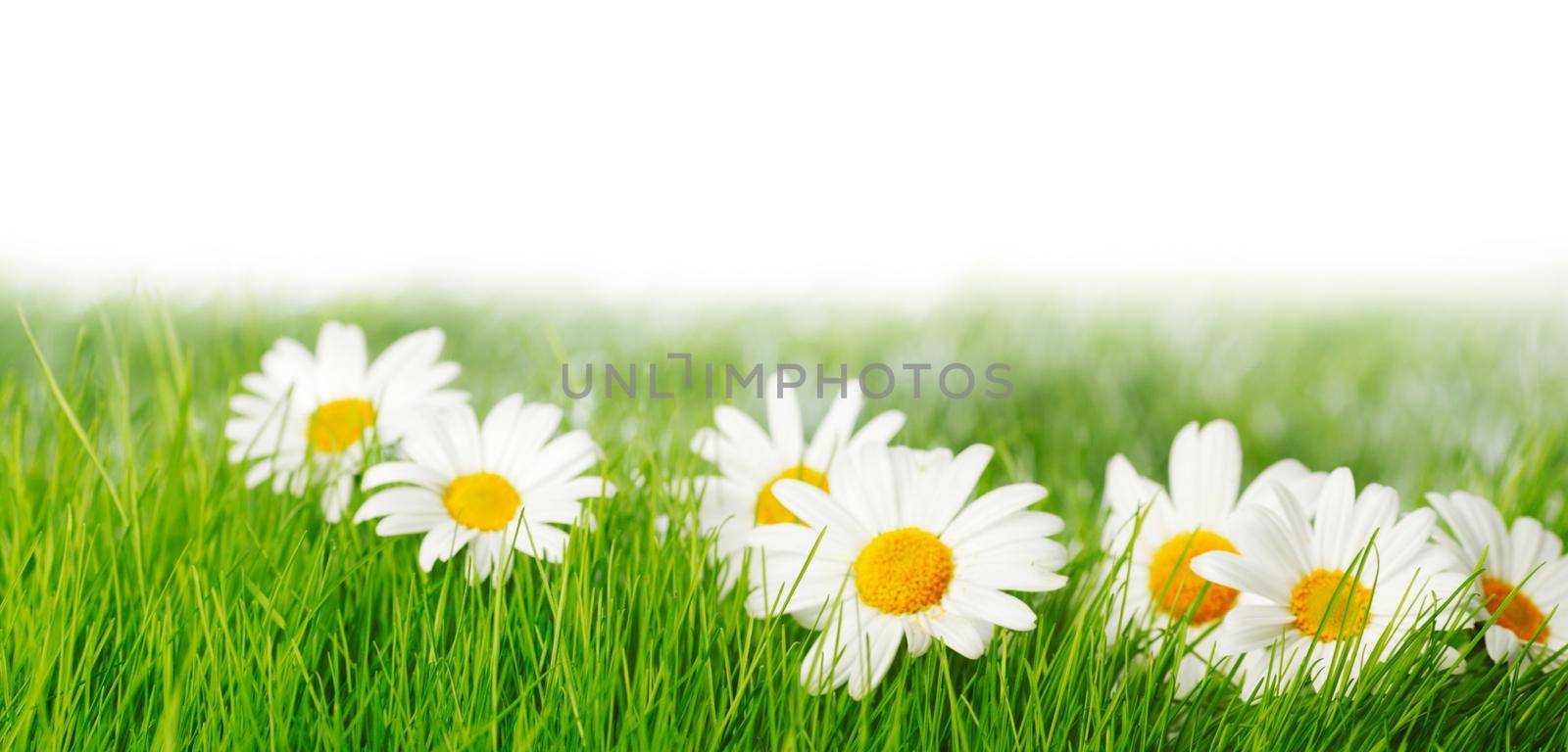 Spring meadow with daisies in grass isolated on white background