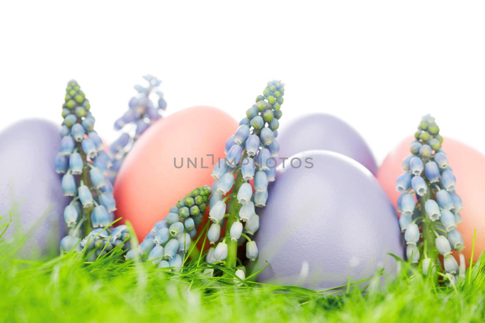 Colorful easter eggs in fresh spring green grass with flowers