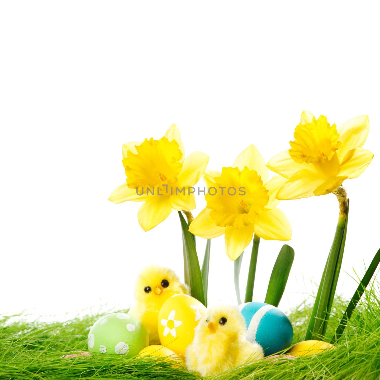 Yellow narcissus Flowers and easter eggs on spring grass background