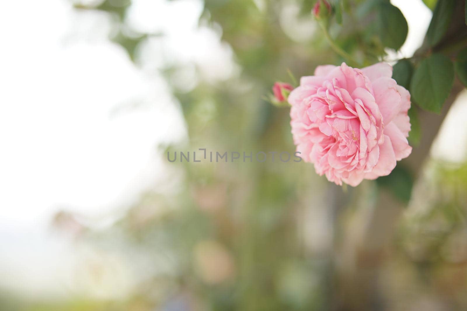 blooming rose flower in bloom in garden park