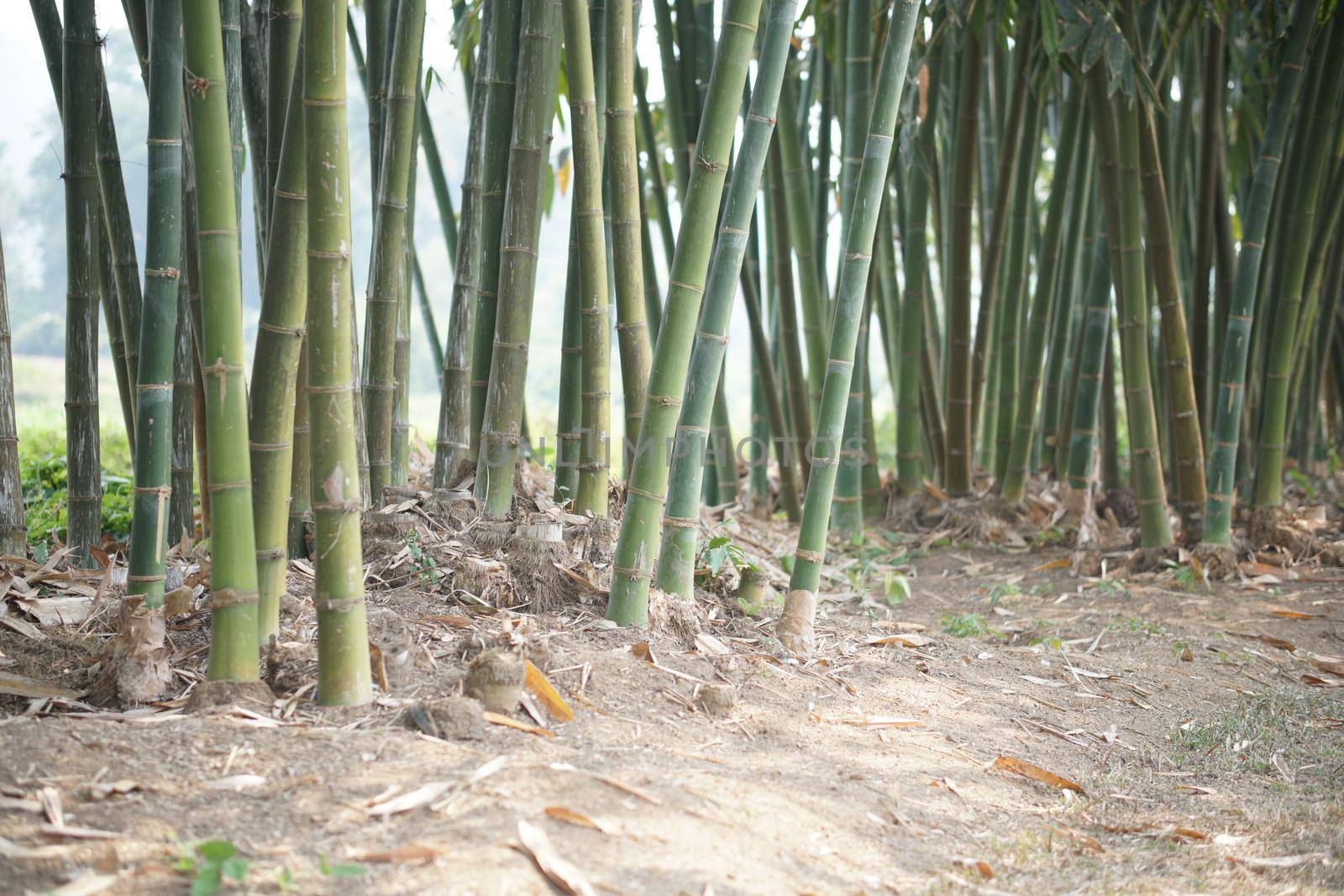 lush Taiwan bamboo in garden forest park