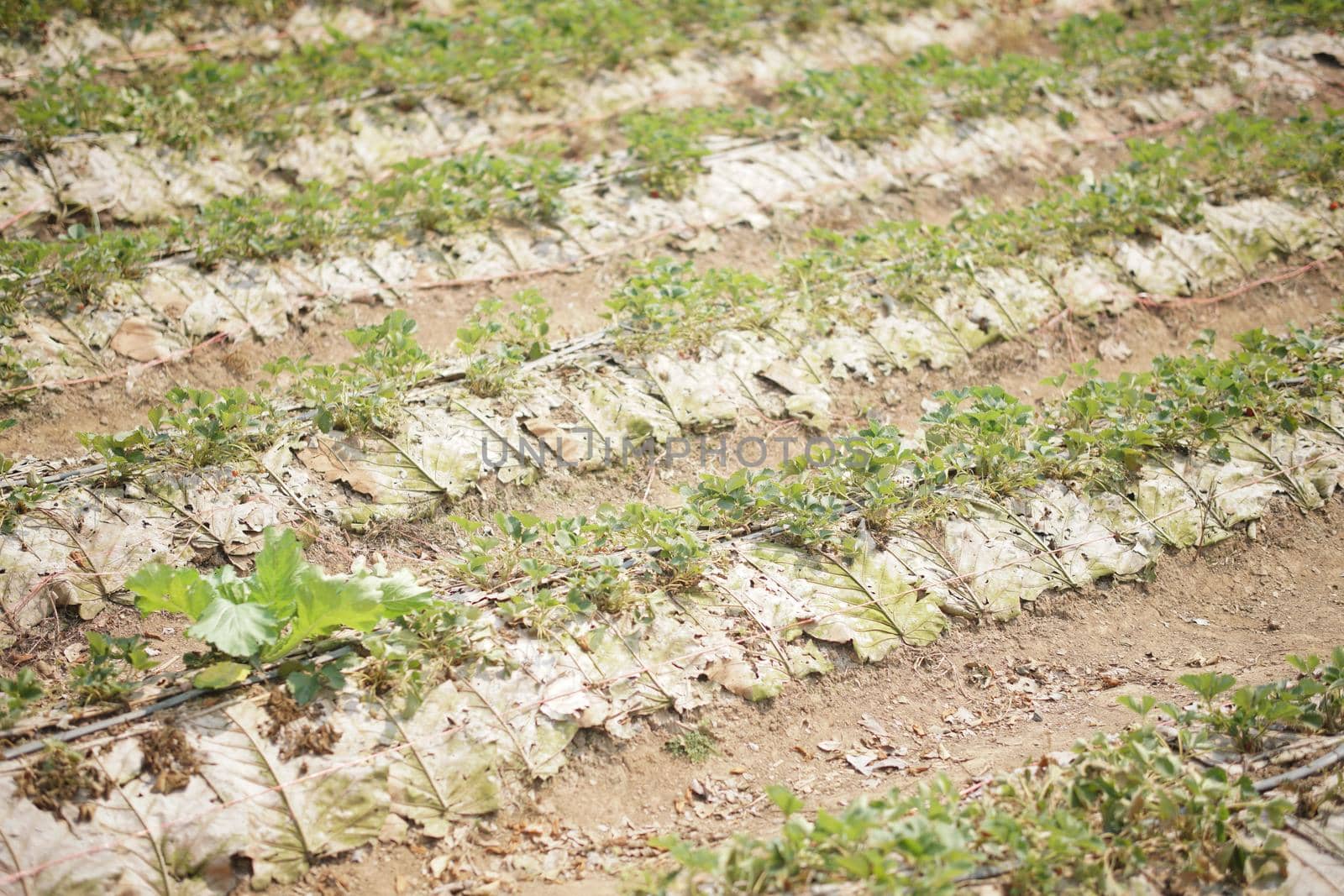 strawberry fruit plant growing in field farm. strawberries plantation