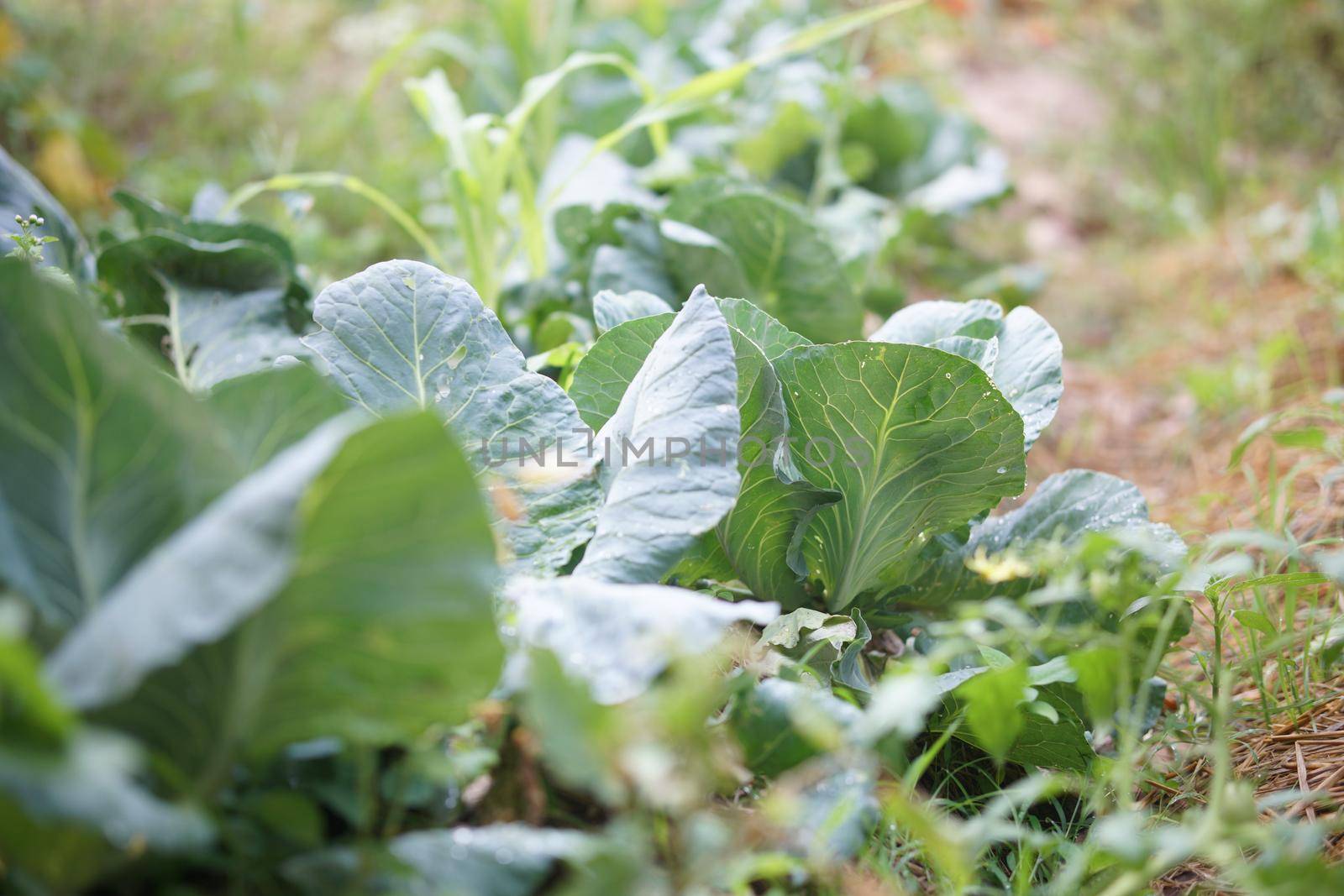 organic vegetable plant growing in garden farm. food plantation
