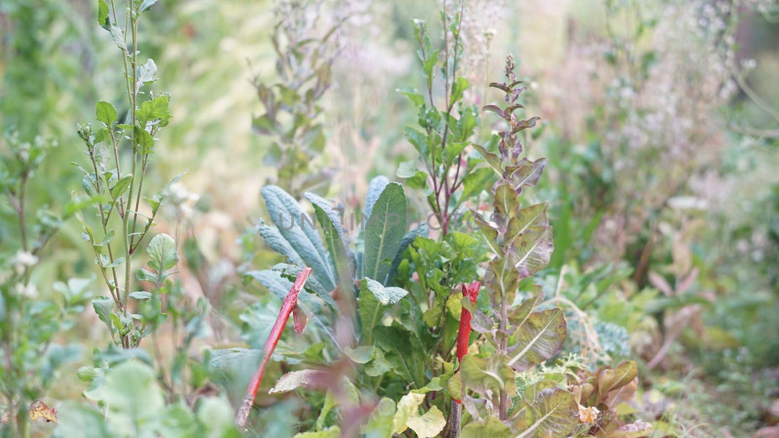 lettuce vegetable growing in garden farm for collecting seeds