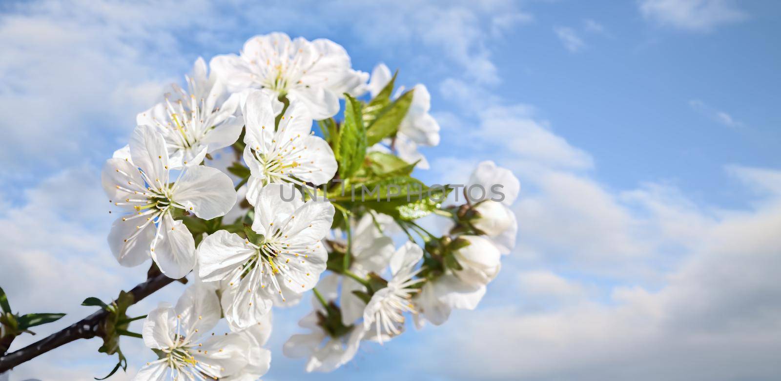 Nature background concept. White flowers on trees in the rays of sunlight