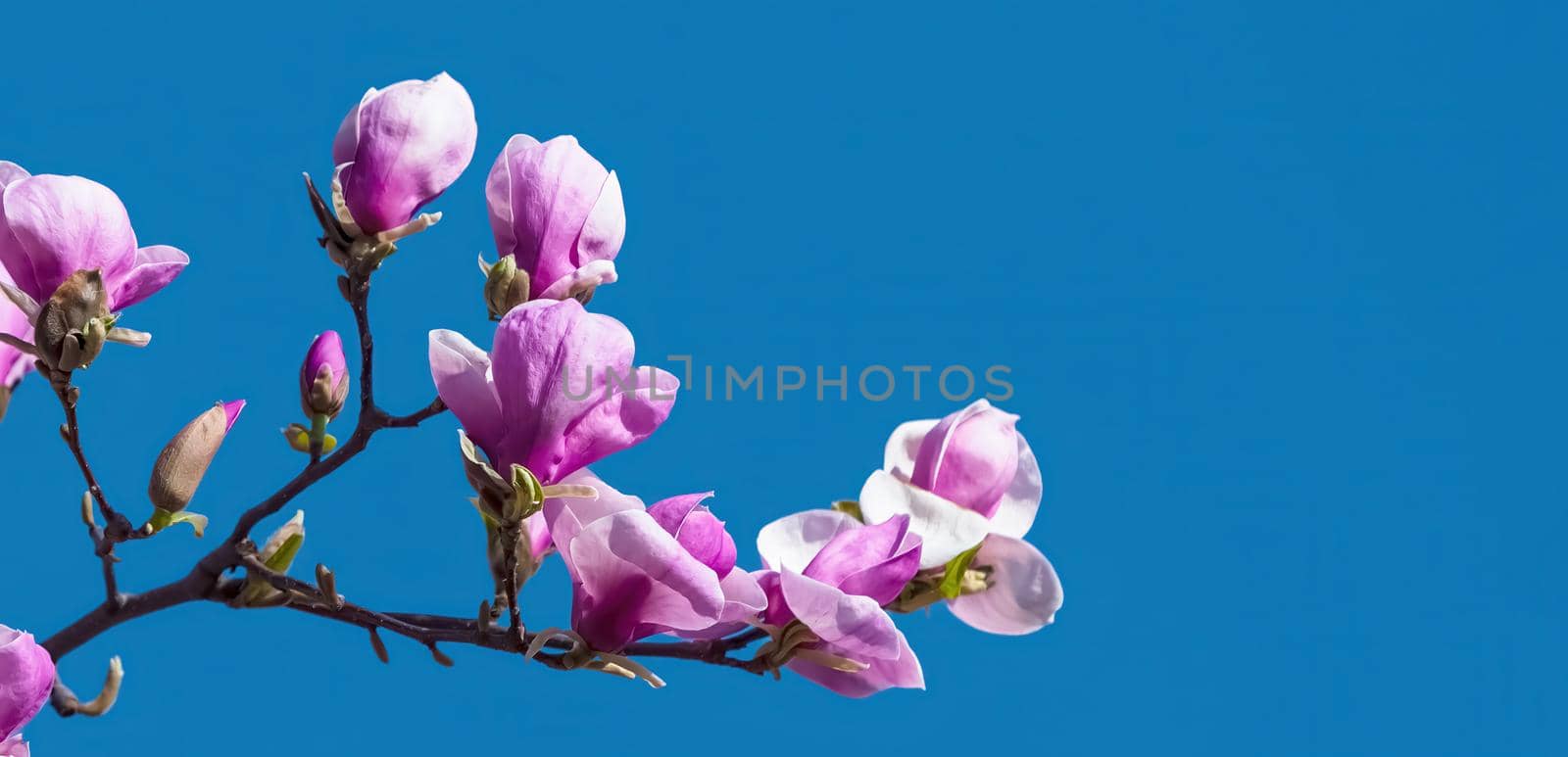 Blossoming of magnolia flowers by palinchak