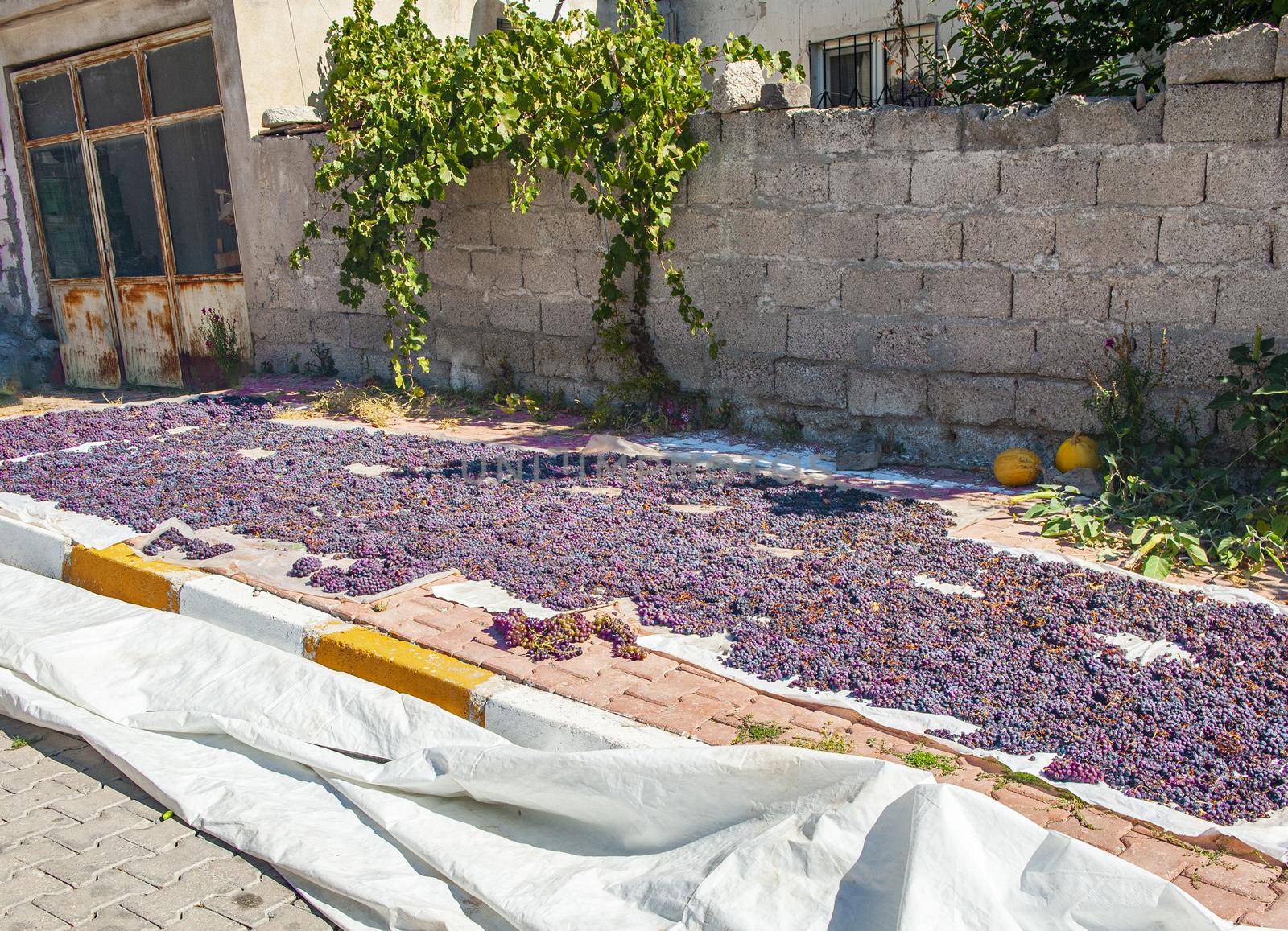 Red wine grapes are being dried to raisins in the direct sun just lying on the street in front of the house. Eastern Turkey