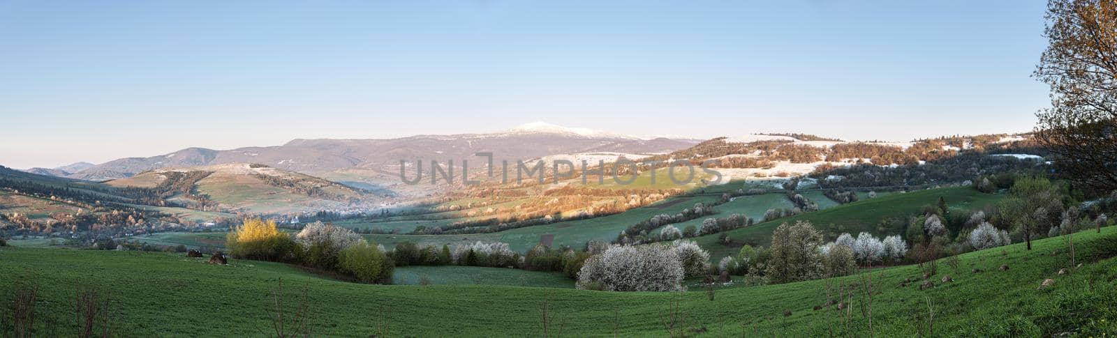 Spring landscape panorama with blooming trees and the remains of snow on the green grass. Sunny day in mountain landscape. Carpathian, Ukraine, Europe. Beauty world concept.