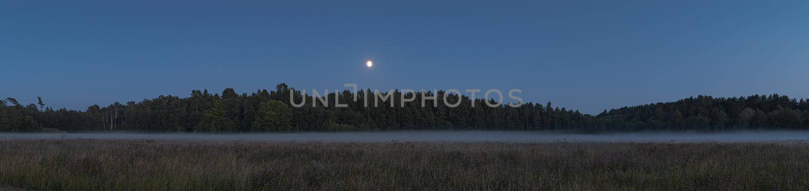 forest shrouded in fog by palinchak