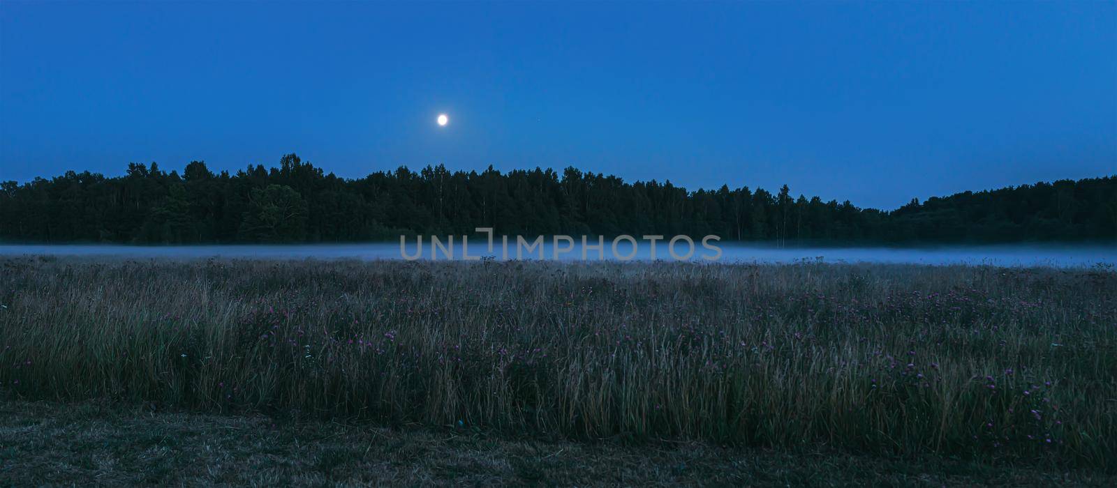 Night view of the forest shrouded in fog with a full moon