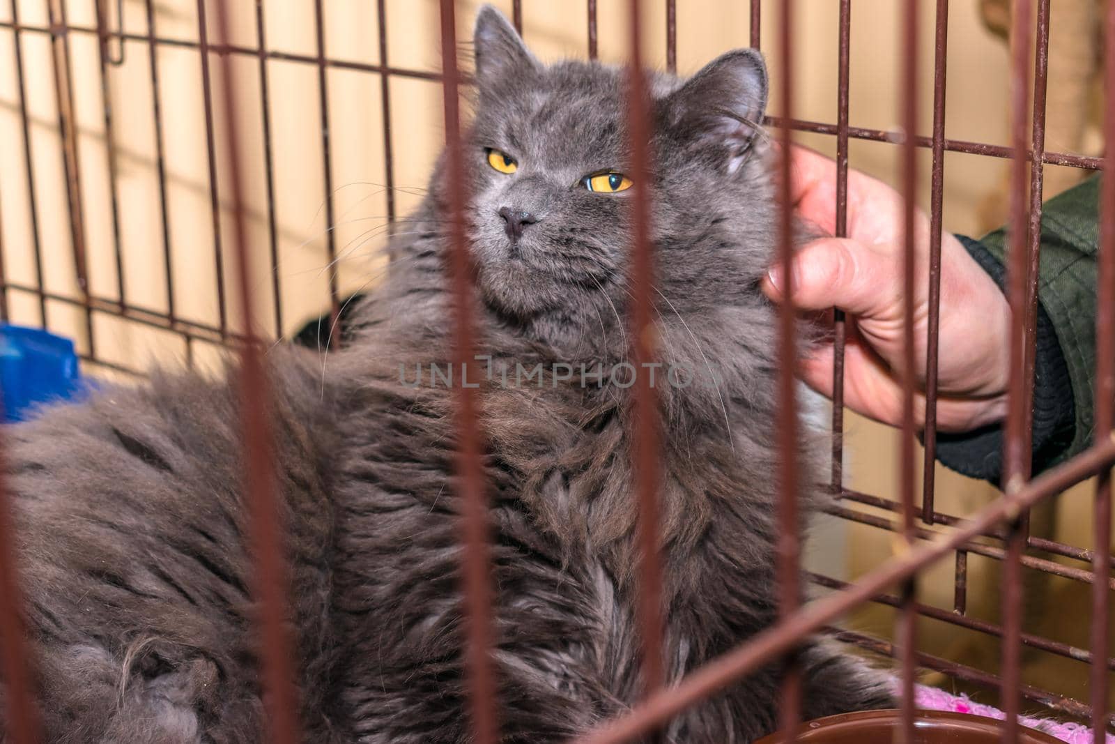 Man scratches behind the ear of a Maine Coon cat through the grate of the cage