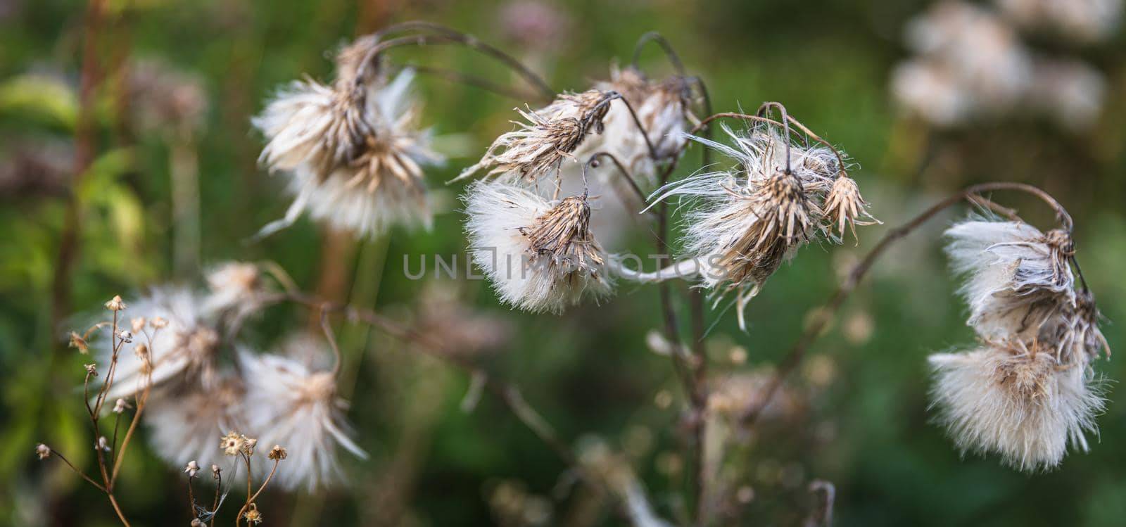 Natural background with autumn grass. Scene with wild grass on a sun light on blurred nature background. Soft focus image