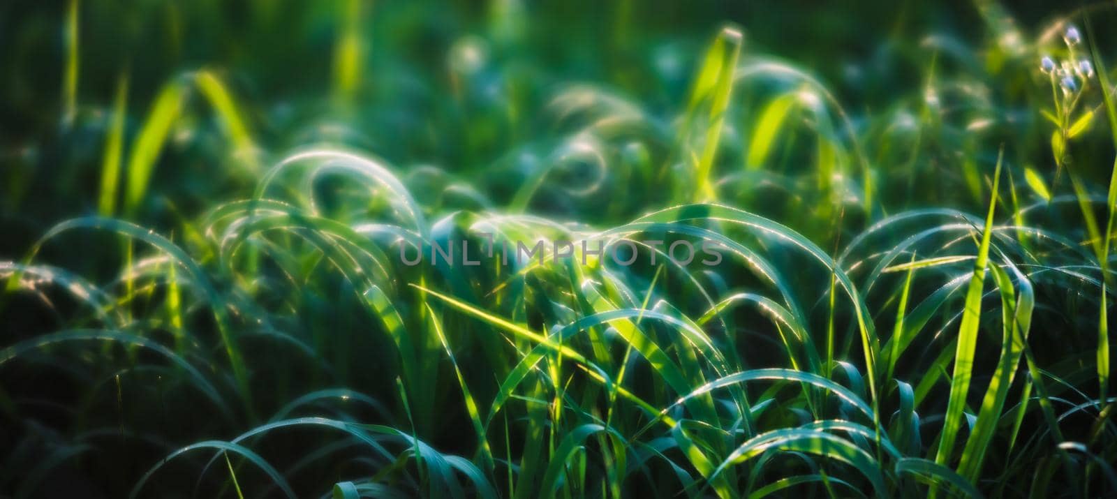 Scene with wild grass on a sun light by palinchak