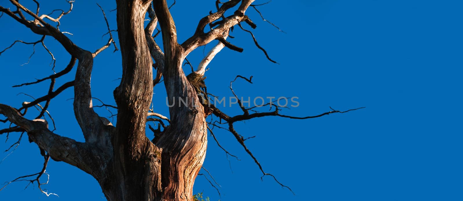 Dead branches of a tree. Old and completely dry tree against blue sky. Dead Tree without leaf.
