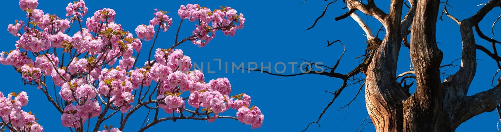dry tree against blue sky by palinchak