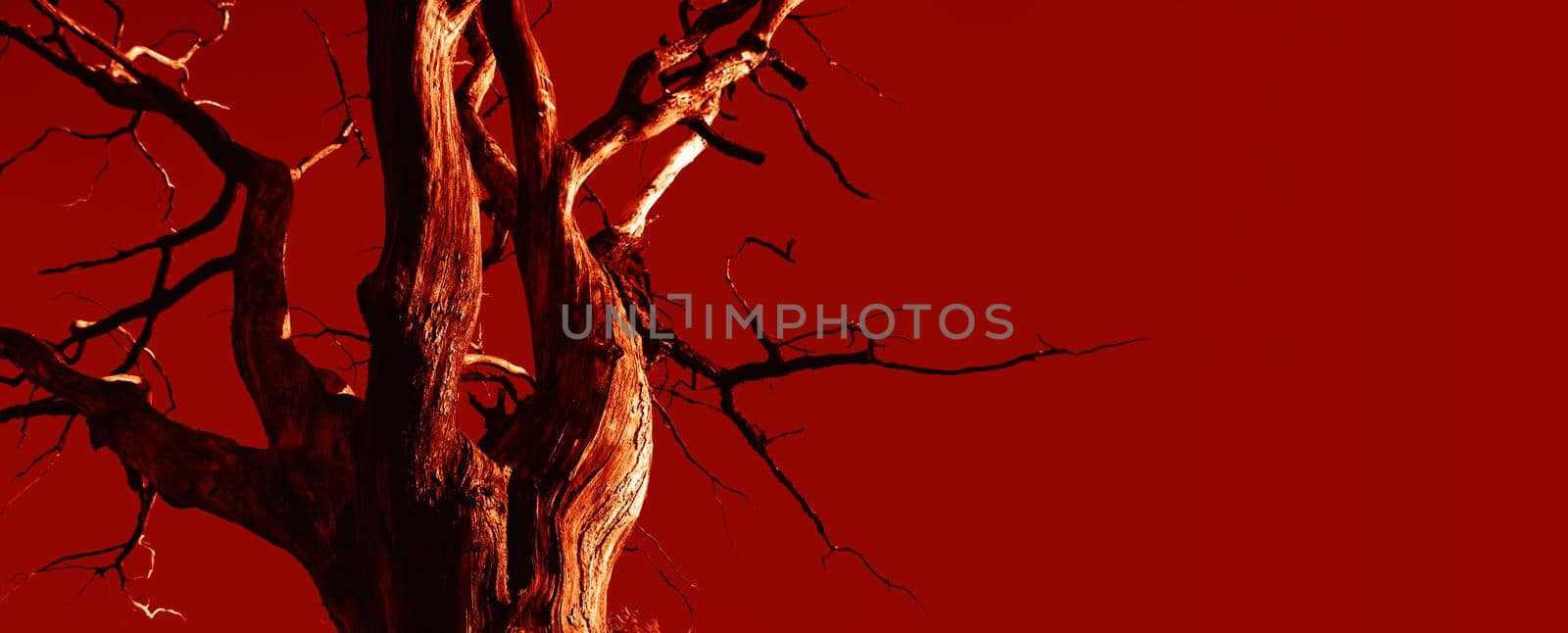 Hot day in hell. Dead branches of a tree. Old and completely dry tree against red sky. Dead Tree without leaf.