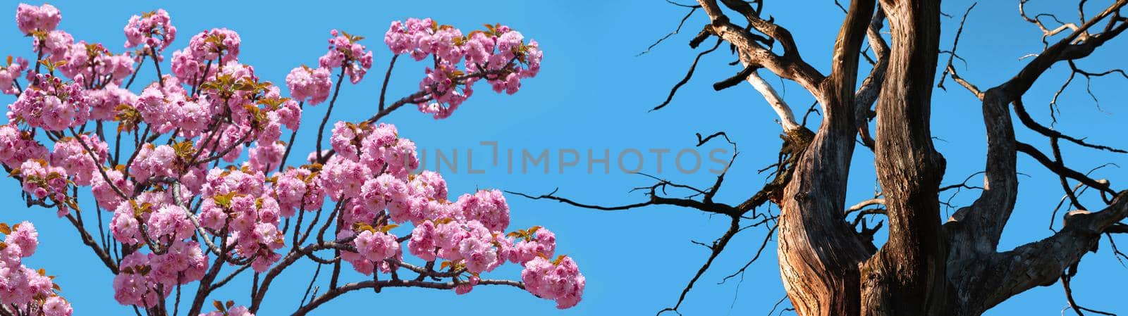 Life and death concept. Blooming sakura tree and an old dried tree against a blue sky