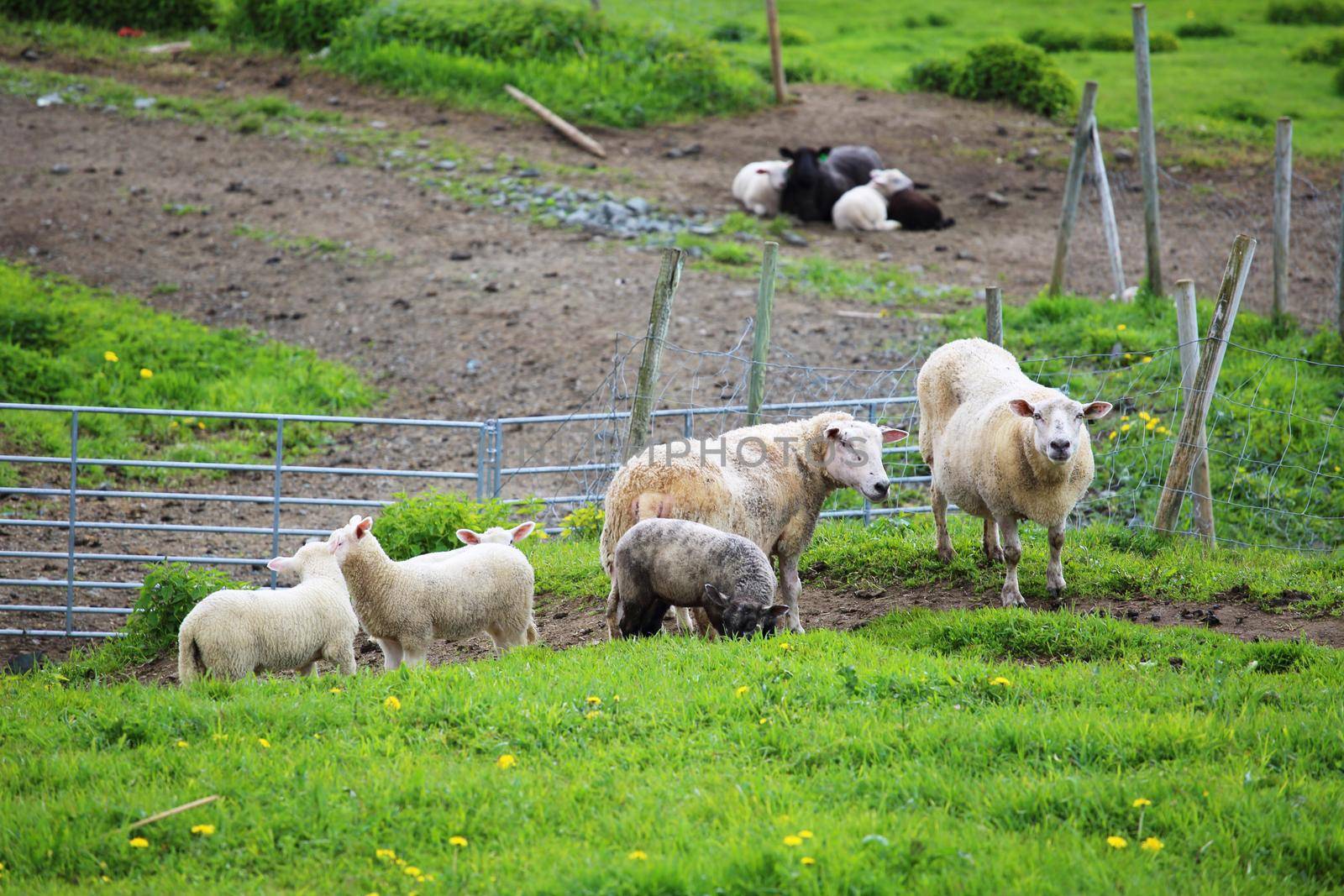 Norway farm sheep lambs by destillat