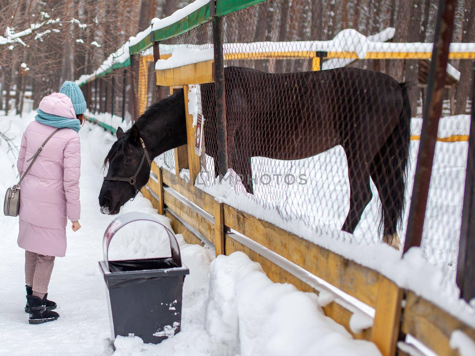 A woman feeds a horse in the zoo in winter.  by AnatoliiFoto